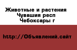  Животные и растения. Чувашия респ.,Чебоксары г.